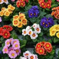 Primula